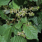 Rubus senticosus - Dornige Brombeere