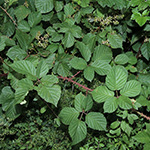 Rubus senticosus - Dornige Brombeere