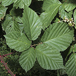 Rubus senticosus - Dornige Brombeere