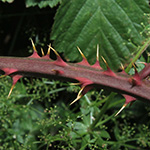 Rubus senticosus - Dornige Brombeere