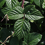 Rubus speculatus - Spiegel-Brombeere