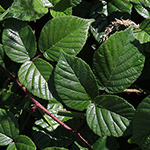 Rubus speculatus - Spiegel-Brombeere