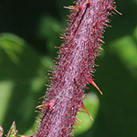 Rubus speculatus - Spiegel-Brombeere