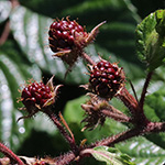 Rubus speculatus - Spiegel-Brombeere