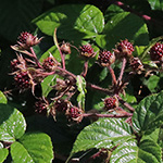 Rubus speculatus - Spiegel-Brombeere