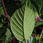 Rubus speculatus - Spiegel-Brombeere