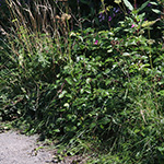 Rubus speculatus - Spiegel-Brombeere