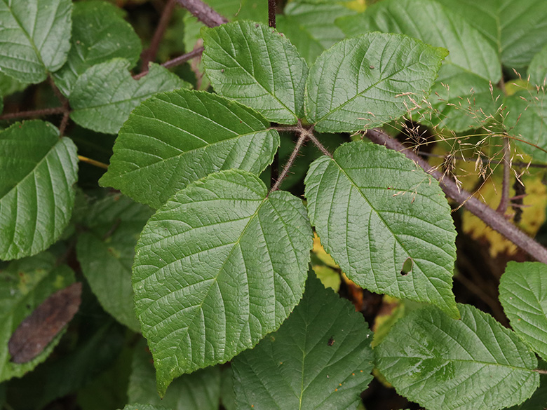 Rubus speculatus