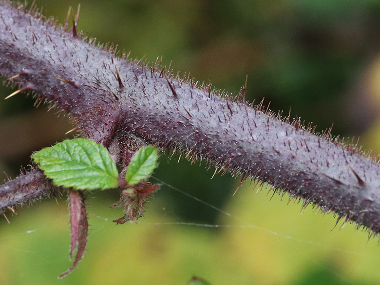 Rubus speculatus