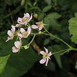 Rubus sprengelii - Sprengels Brombeere