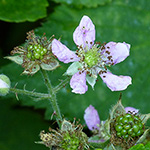 Rubus sprengelii - Sprengels Brombeere