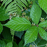 Rubus sprengelii - Sprengels Brombeere