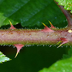 Rubus sprengelii - Sprengels Brombeere