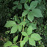 Rubus sprengelii - Sprengels Brombeere