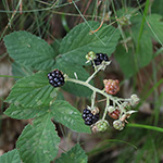 Rubus sprengelii - Sprengels Brombeere