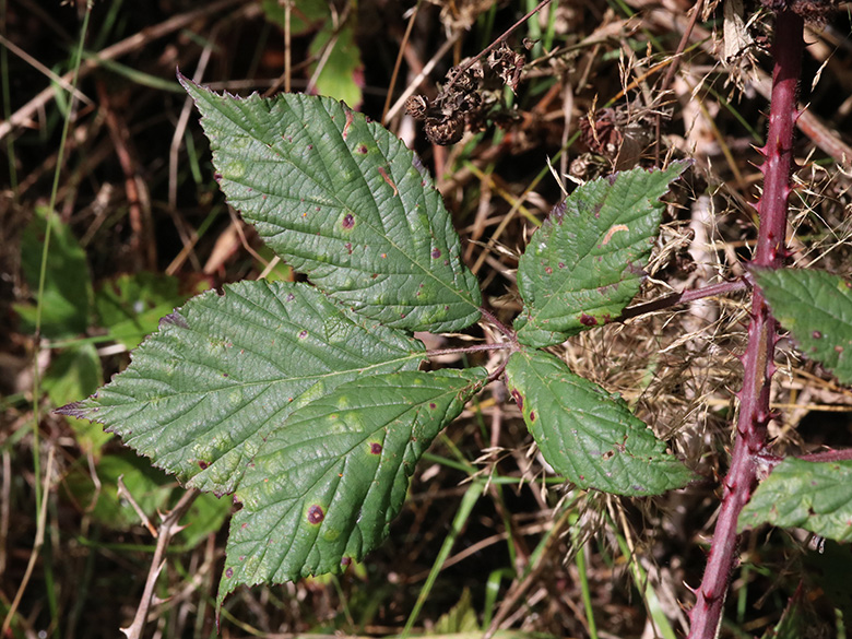 Rubus sprengelii