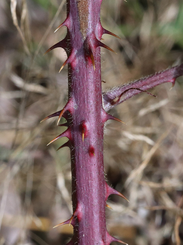 Rubus sprengelii
