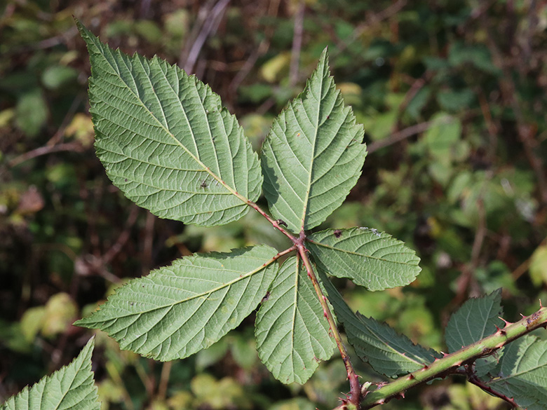 Rubus sprengelii