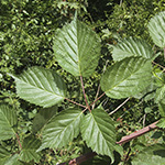 Rubus sulcatus - Gefurchte Brombeere