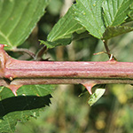 Rubus sulcatus - Gefurchte Brombeere