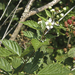 Rubus sulcatus - Gefurchte Brombeere