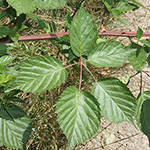 Rubus sulcatus - Gefurchte Brombeere