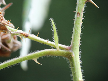 Rubus umbrosus