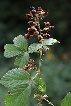 Rubus umbrosus