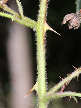Rubus umbrosus