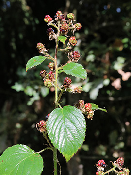 Rubus umbrosus