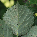 Rubus vestitus - Samt-Brombeere