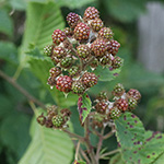 Rubus vestitus - Samt-Brombeere