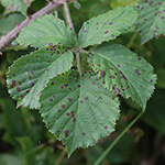 Rubus vestitus - Samt-Brombeere