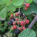 Rubus vestitus - Samt-Brombeere