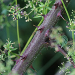 Rubus vestitus - Samt-Brombeere