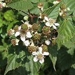 Rubus vigorosus - Üppige Brombeere