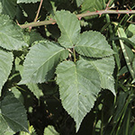 Rubus vigorosus - Üppige Brombeere