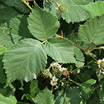 Rubus vigorosus - Üppige Brombeere