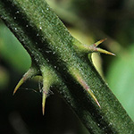 Rubus winteri - Winters Brombeere