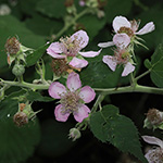 Rubus winteri - Winters Brombeere