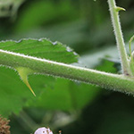 Rubus winteri - Winters Brombeere