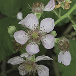 Rubus winteri - Winters Brombeere