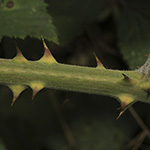 Rubus winteri - Winters Brombeere