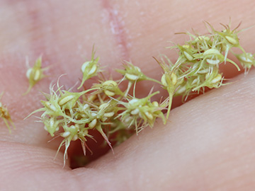 Rumex maritimus