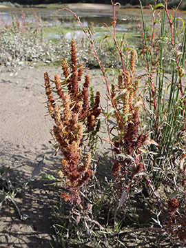 Rumex maritimus