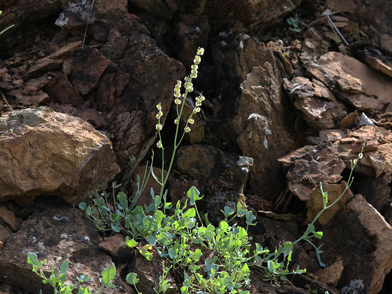 Rumex scutatus