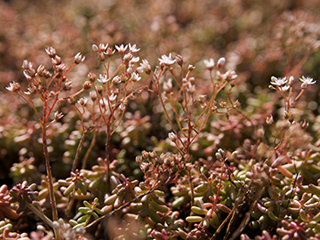 Sedum album