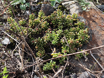 Sedum album