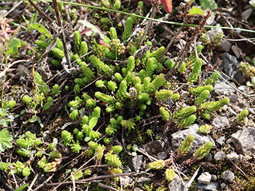 Sedum sexangulare