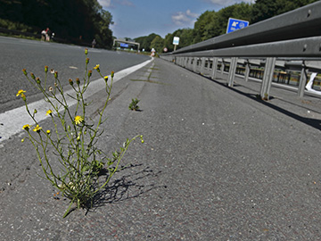 Senecio inaequidens